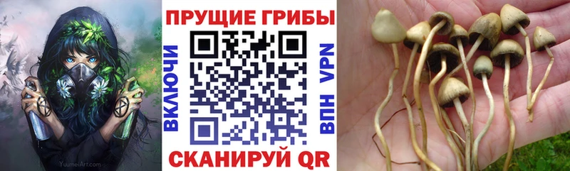 Псилоцибиновые грибы GOLDEN TEACHER  купить наркотики цена  Лесосибирск 